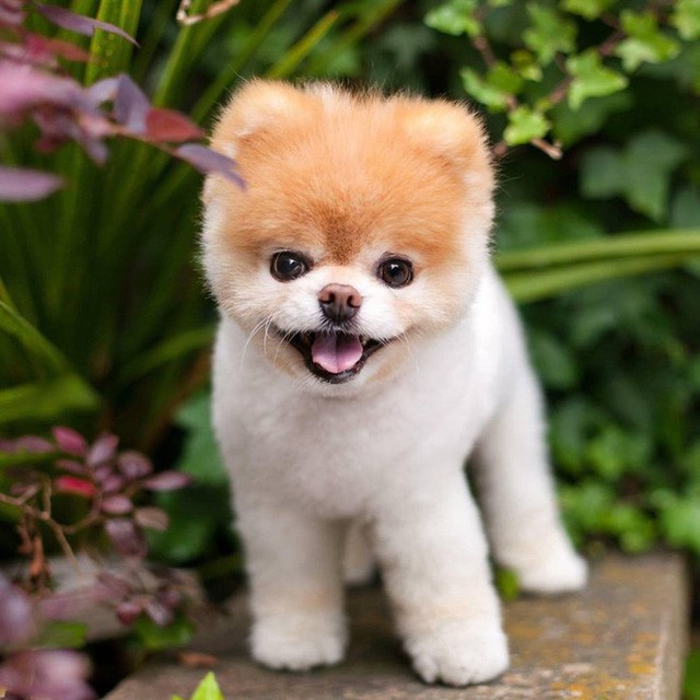 Boo - Chú chó đáng yêu nhất thế giới với hơn 16 triệu người theo dõi đã qua đời - Ảnh 8.