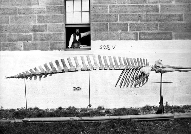 Lần đầu công bố ảnh những sinh vật to lớn kì bí ở Úc hơn 150 năm trước - Ảnh 2.