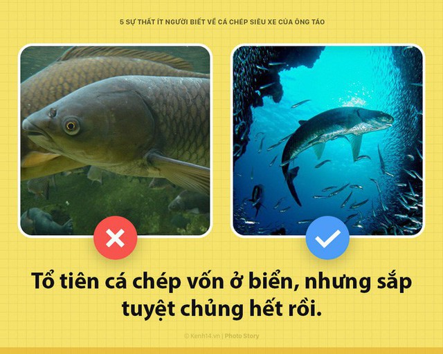 Xin chào! Tôi là cá chép, siêu xe hàng năm của Ông Công, Ông Táo đây - Ảnh 1. Xin chào! Tôi là cá chép, siêu xe hàng năm của Ông Công, Ông Táo đây - Ảnh 1.