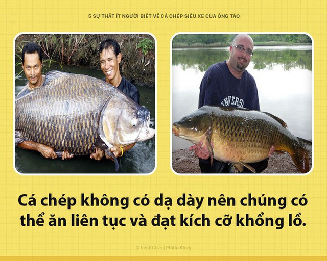 Xin chào! Tôi là cá chép, siêu xe hàng năm của Ông Công, Ông Táo đây - Ảnh 3. Xin chào! Tôi là cá chép, siêu xe hàng năm của Ông Công, Ông Táo đây - Ảnh 3.