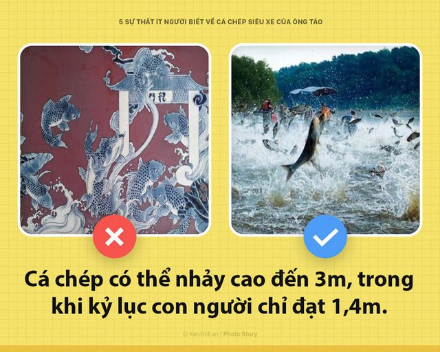  Xin chào! Tôi là cá chép, siêu xe hàng năm của Ông Công, Ông Táo đây - Ảnh 4.