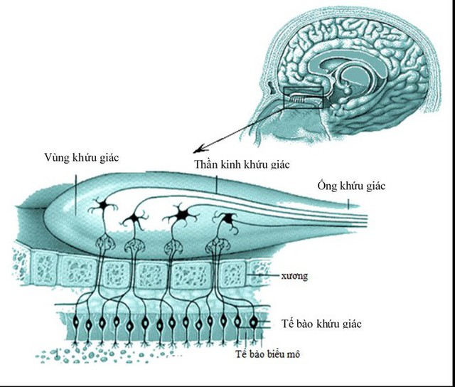  Chất lượng không khí đang báo động, nhà khoa học cảnh báo các loại bệnh do ô nhiễm bụi - Ảnh 5.