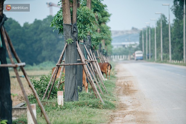 Cuộc di cư của 96 cây hoa sữa từ hồ Tây ra bãi rác Nam Sơn: Đâm chồi lộc xanh, hy vọng khuếch tán mùi hôi thối - Ảnh 2.