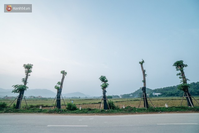 Cuộc di cư của 96 cây hoa sữa từ hồ Tây ra bãi rác Nam Sơn: Đâm chồi lộc xanh, hy vọng khuếch tán mùi hôi thối - Ảnh 3.
