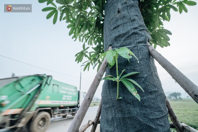 Cuộc di cư của 96 cây hoa sữa từ hồ Tây ra bãi rác Nam Sơn: Đâm chồi lộc xanh, hy vọng khuếch tán mùi hôi thối - Ảnh 4.
