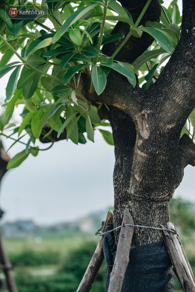 Cuộc di cư của 96 cây hoa sữa từ hồ Tây ra bãi rác Nam Sơn: Đâm chồi lộc xanh, hy vọng khuếch tán mùi hôi thối - Ảnh 9.