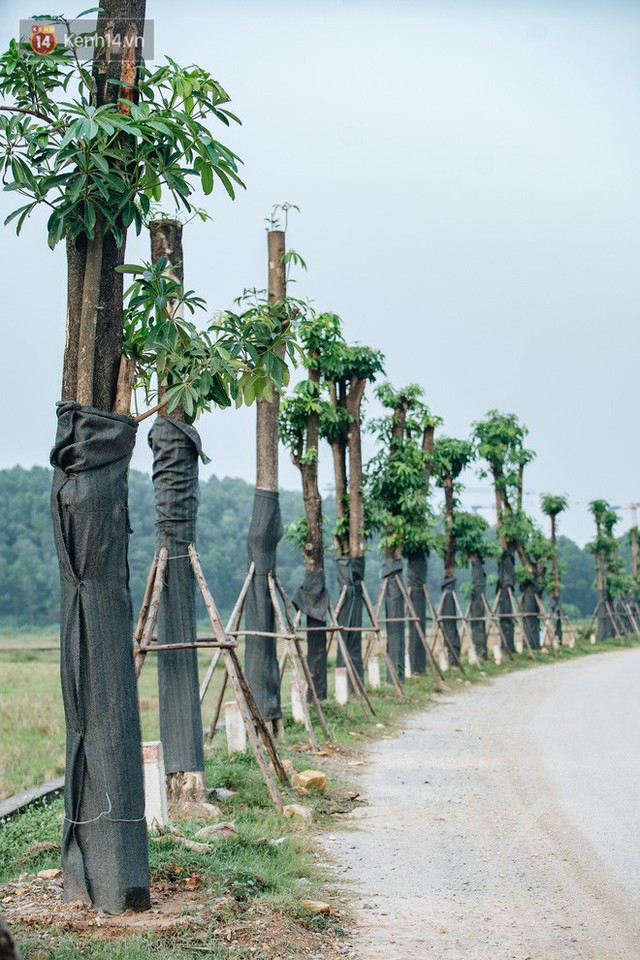 Cuộc di cư của 96 cây hoa sữa từ hồ Tây ra bãi rác Nam Sơn: Đâm chồi lộc xanh, hy vọng khuếch tán mùi hôi thối - Ảnh 10.