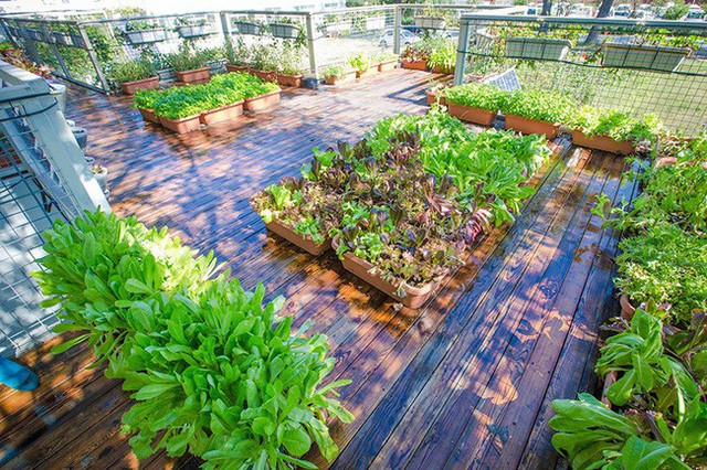 Người đàn ông 57 tuổi vừa có sự nghiệp vừa tạo lập vườn rau xanh ở biệt thự container tặng vợ ở giữa Thủ đô - Ảnh 31.