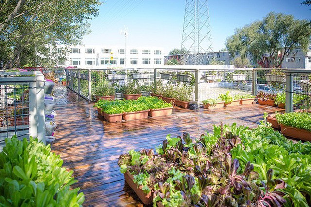 Người đàn ông 57 tuổi vừa có sự nghiệp vừa tạo lập vườn rau xanh ở biệt thự container tặng vợ ở giữa Thủ đô - Ảnh 32.