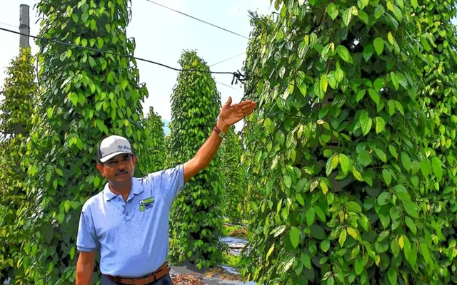 Công ty Singapore đến Việt Nam trồng tiêu, điều và ớt để xuất thẳng sang Trung Quốc: Nông dân Việt khéo léo, hiểu biết, năng suất gấp 7 lần Ấn Độ, Indonesia Công ty Singapore đến Việt Nam trồng tiêu, điều và ớt để xuất thẳng sang Trung Quốc: Nông dân Việt khéo léo, hiểu biết, năng suất gấp 7 lần Ấn Độ, Indonesia
