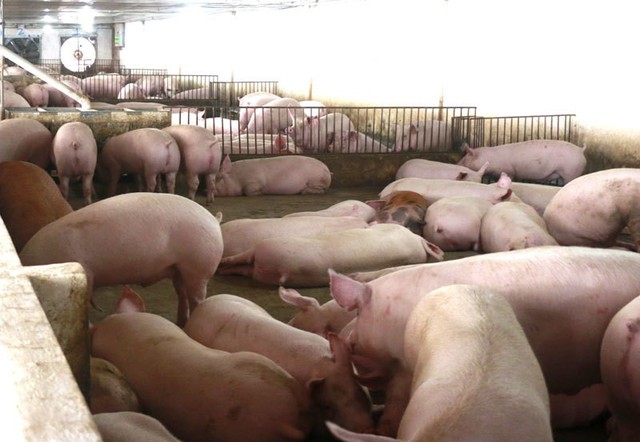 Liên tục tăng cao, giá thịt lợn vọt lên mức kỷ lục - Ảnh 1.