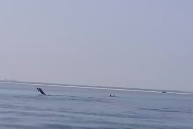  Cá heo xuất hiện ở bờ biển Hội An là tín hiệu đáng mừng - Ảnh 2.