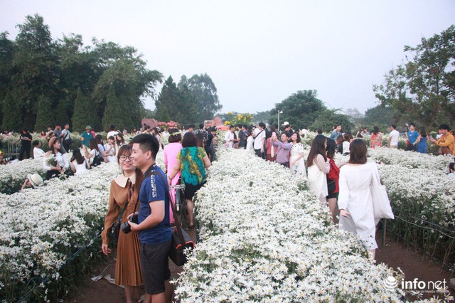 Tắc đường vào vườn hoa Nhật Tân dịp cuối tuần khi dân đổ xô đi chụp cúc họa mi - Ảnh 5.