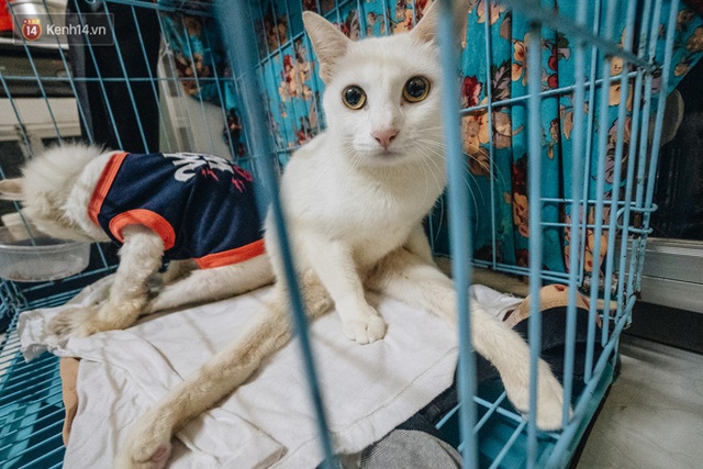 Nhà Mèo và câu chuyện cô chủ nhặt nuôi hàng trăm chú mèo bệnh tật về chăm sóc: Nếu sống, con sẽ được ở lại đây mãi mãi - Ảnh 3.