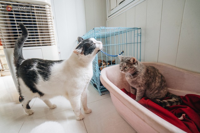 Nhà Mèo và câu chuyện cô chủ nhặt nuôi hàng trăm chú mèo bệnh tật về chăm sóc: Nếu sống, con sẽ được ở lại đây mãi mãi - Ảnh 13.