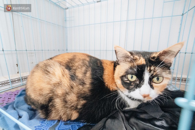 Nhà Mèo và câu chuyện cô chủ nhặt nuôi hàng trăm chú mèo bệnh tật về chăm sóc: Nếu sống, con sẽ được ở lại đây mãi mãi - Ảnh 14.