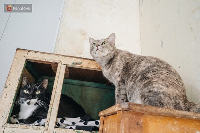 Nhà Mèo và câu chuyện cô chủ nhặt nuôi hàng trăm chú mèo bệnh tật về chăm sóc: Nếu sống, con sẽ được ở lại đây mãi mãi - Ảnh 15.
