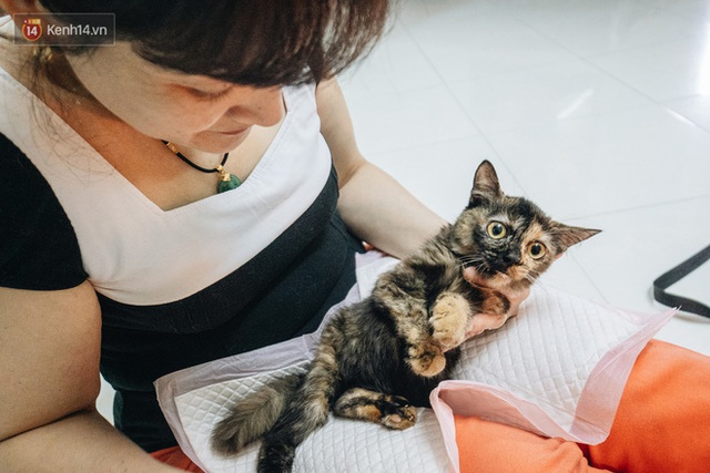 Nhà Mèo và câu chuyện cô chủ nhặt nuôi hàng trăm chú mèo bệnh tật về chăm sóc: Nếu sống, con sẽ được ở lại đây mãi mãi - Ảnh 19.