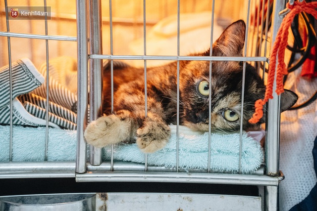 Nhà Mèo và câu chuyện cô chủ nhặt nuôi hàng trăm chú mèo bệnh tật về chăm sóc: Nếu sống, con sẽ được ở lại đây mãi mãi - Ảnh 21.