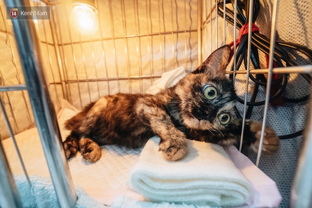 Nhà Mèo và câu chuyện cô chủ nhặt nuôi hàng trăm chú mèo bệnh tật về chăm sóc: Nếu sống, con sẽ được ở lại đây mãi mãi - Ảnh 5.