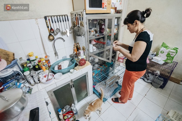 Nhà Mèo và câu chuyện cô chủ nhặt nuôi hàng trăm chú mèo bệnh tật về chăm sóc: Nếu sống, con sẽ được ở lại đây mãi mãi - Ảnh 7.