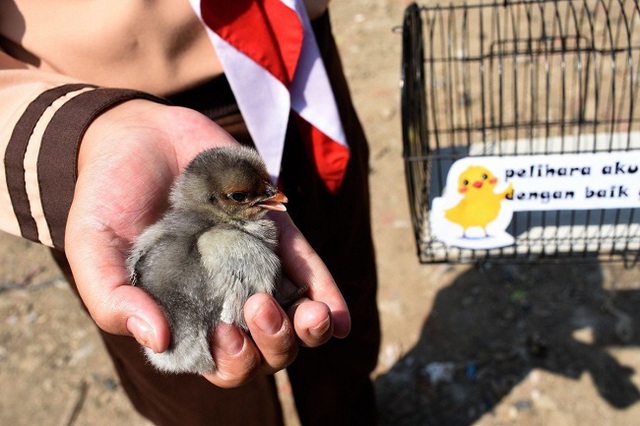Học sinh Indonesia phải nuôi gà để… cai nghiện smartphone - Ảnh 1.