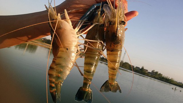 Muốn bỏ điều hòa máy lạnh về làm anh nuôi tôm, PewPew liệu có biết: Nông dân bạc mặt vì dịch bệnh, dễ trắng tay bởi thời tiết và biến đổi khí hậu - Ảnh 3.