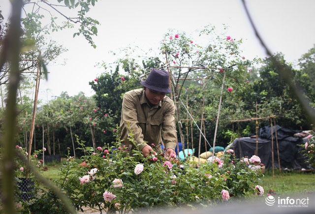 Chàng thanh niên 30 tuổi trồng trại hoa hồng thu hàng trăm triệu mỗi năm - Ảnh 2.