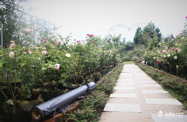 Chàng thanh niên 30 tuổi trồng trại hoa hồng thu hàng trăm triệu mỗi năm - Ảnh 3.