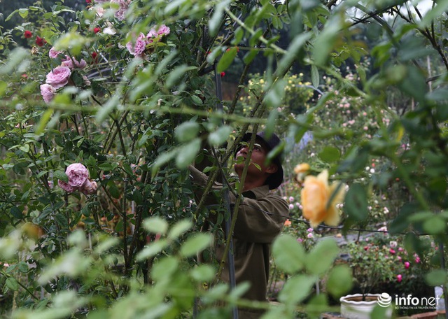 Chàng thanh niên 30 tuổi trồng trại hoa hồng thu hàng trăm triệu mỗi năm - Ảnh 5.