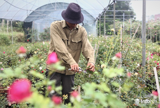 Chàng thanh niên 30 tuổi trồng trại hoa hồng thu hàng trăm triệu mỗi năm - Ảnh 6.