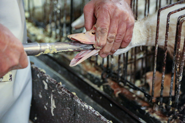 Phía sau cuộc tranh cãi về địa ngục Foie gras trị giá hàng tỷ Euro : Pháp là quốc gia sản xuất 75% lượng gan ngỗng toàn cầu, trở thành món cao cấp trị giá 200 USD/phần, mỗi người dân Pháp dành 29 euro/năm cho món Foie gras - Ảnh 2.