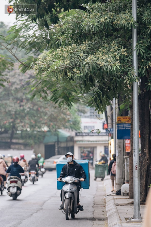 Hoa sữa lại nồng nàn trong từng cơn gió, người Hà Nội ngán ngẩm: Đêm xuống dạo phố cảm giác như bị... tra tấn - Ảnh 15.