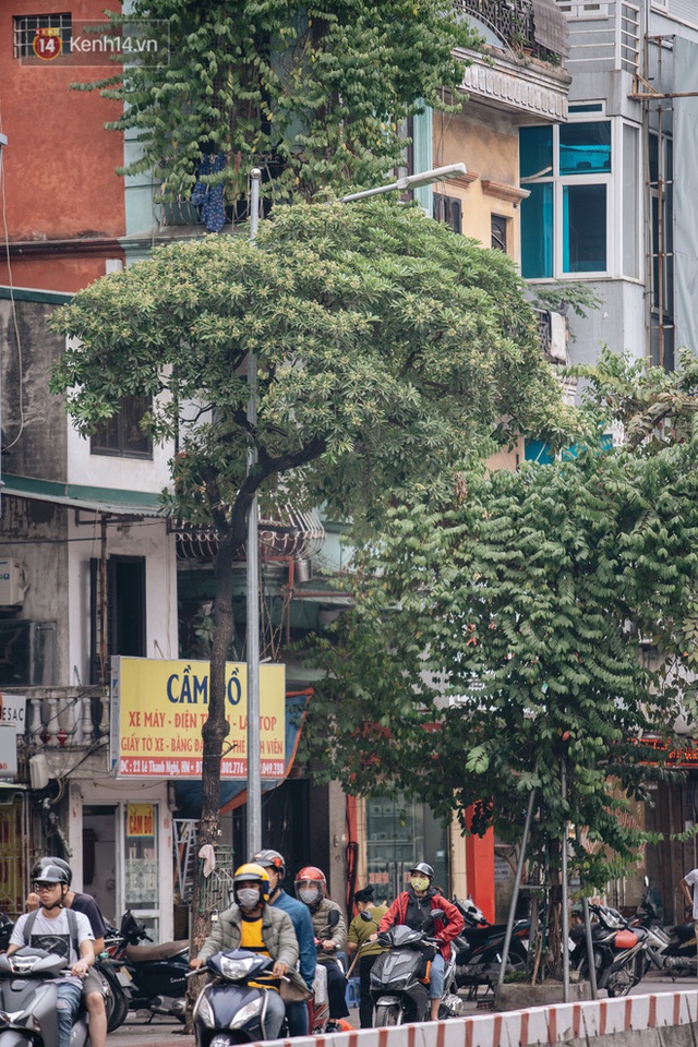 Hoa sữa lại nồng nàn trong từng cơn gió, người Hà Nội ngán ngẩm: Đêm xuống dạo phố cảm giác như bị... tra tấn - Ảnh 19.