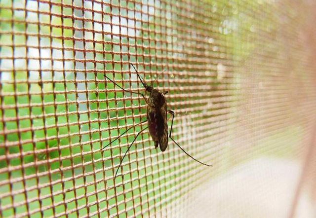 Các nhà khoa học phát triển thành công loại màn vừa an toàn với người, vừa tiêu diệt muỗi cực hiệu quả - Ảnh 1.