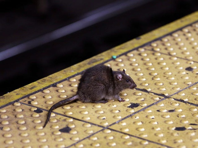 Càng mở chiến dịch diệt chuột, chúng ta càng tạo ra những quần thể siêu chuột biến đổi gen đáng sợ hơn - Ảnh 1.