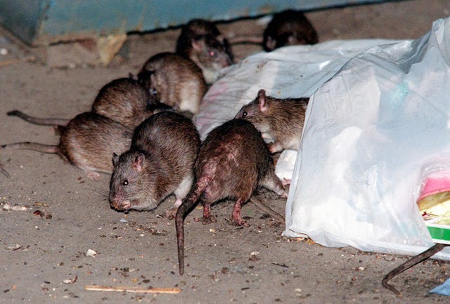 Càng mở chiến dịch diệt chuột, chúng ta càng tạo ra những quần thể siêu chuột biến đổi gen đáng sợ hơn - Ảnh 3.
