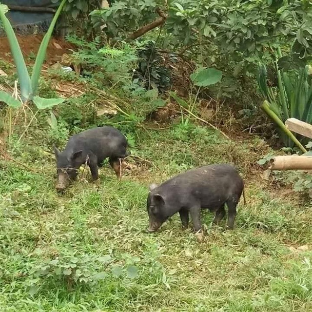 37 ngày nữa mới Tết, lo sợ thực phẩm bẩn, bà nội trợ Việt đã nháo nhác đặt lợn rừng ăn Tết - Ảnh 1. 37 ngày nữa mới Tết, lo sợ thực phẩm bẩn, bà nội trợ Việt đã nháo nhác đặt lợn rừng ăn Tết - Ảnh 1.