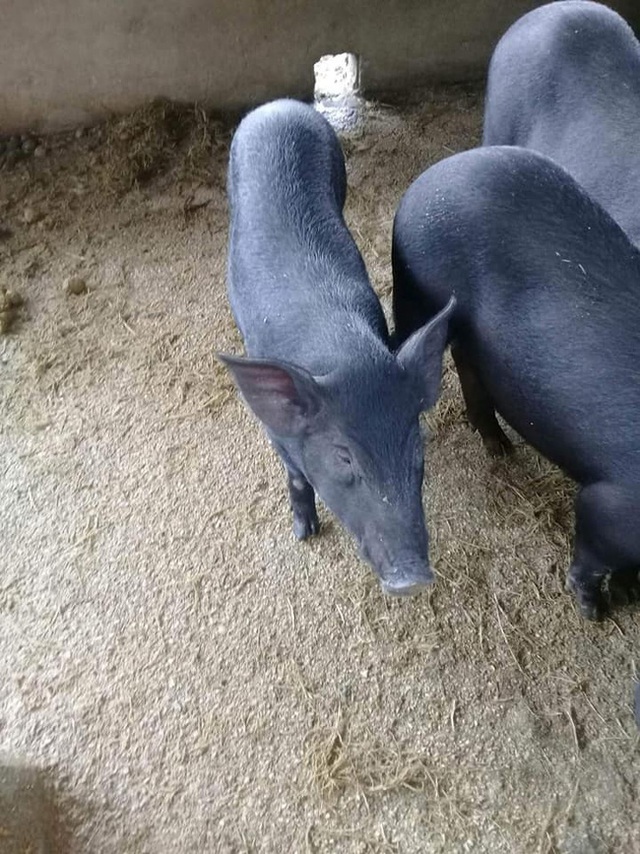 37 ngày nữa mới Tết, lo sợ thực phẩm bẩn, bà nội trợ Việt đã nháo nhác đặt lợn rừng ăn Tết - Ảnh 5. 37 ngày nữa mới Tết, lo sợ thực phẩm bẩn, bà nội trợ Việt đã nháo nhác đặt lợn rừng ăn Tết - Ảnh 5.