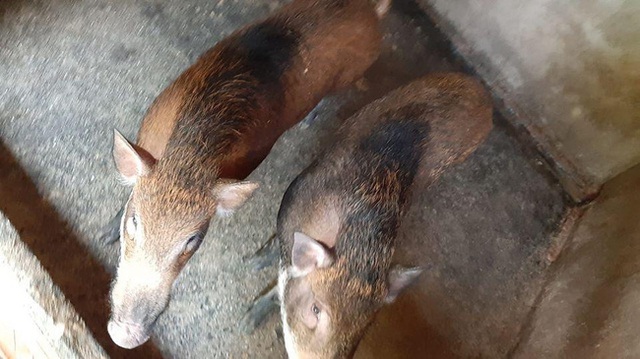 37 ngày nữa mới Tết, lo sợ thực phẩm bẩn, bà nội trợ Việt đã nháo nhác đặt lợn rừng ăn Tết - Ảnh 8. 37 ngày nữa mới Tết, lo sợ thực phẩm bẩn, bà nội trợ Việt đã nháo nhác đặt lợn rừng ăn Tết - Ảnh 8.