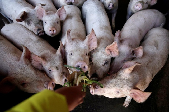  Trung Quốc báo tin đại hỷ, khủng hoảng thịt lợn vẫn nghiêm trọng: Cả thế giới không giúp nổi - Ảnh 1.
