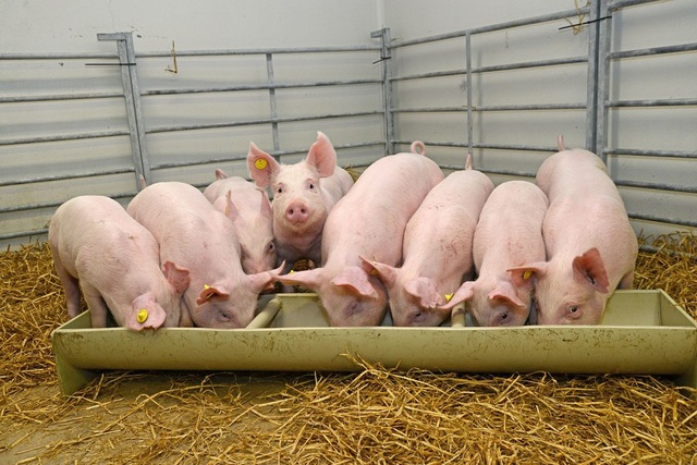 X-Pig - Loài cứu thế cho cơn khát lợn điên cuồng ở Trung Quốc - Ảnh 4.