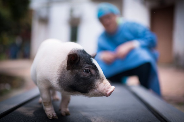 X-Pig - Loài cứu thế cho cơn khát lợn điên cuồng ở Trung Quốc - Ảnh 1.