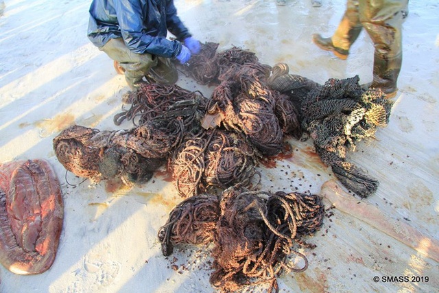  Con cá voi chết bên bờ biển Scotland với 100 kg rác thải trong bụng  - Ảnh 2.