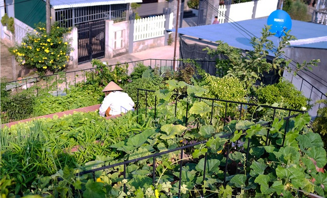 Vườn rau 7 bậc thang xanh tươi trên mái nhà của vợ chồng trung niên được các con xây tặng ở Quảng Ngãi - Ảnh 4.