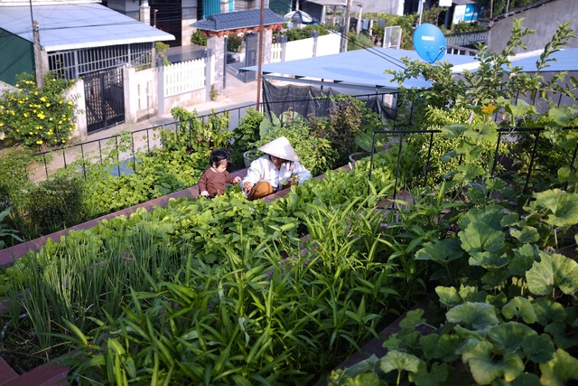 Vườn rau 7 bậc thang xanh tươi trên mái nhà của vợ chồng trung niên được các con xây tặng ở Quảng Ngãi - Ảnh 7.