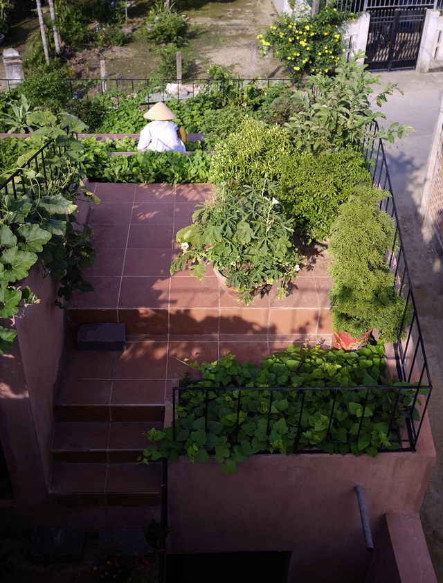 Vườn rau 7 bậc thang xanh tươi trên mái nhà của vợ chồng trung niên được các con xây tặng ở Quảng Ngãi - Ảnh 8.