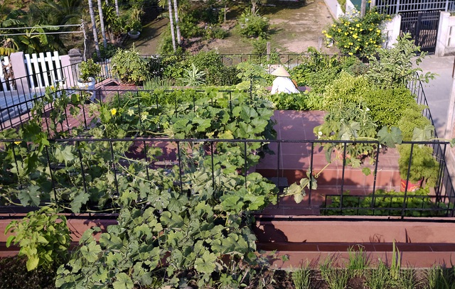 Vườn rau 7 bậc thang xanh tươi trên mái nhà của vợ chồng trung niên được các con xây tặng ở Quảng Ngãi - Ảnh 9.