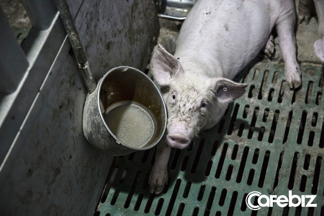 Thịt lợn tiêm kháng sinh Trung Quốc và những hệ luỵ khiến thế giới lo sợ - Ảnh 4.