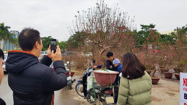 Dân đổ xô mua hoa chơi tết, giá lan thổi lên chóng mặt - Ảnh 8.